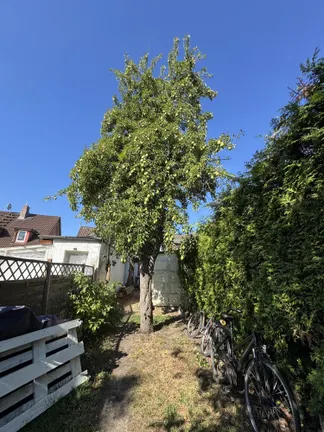 Birnenbaum