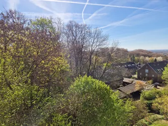 Baumkronenpanoramablick