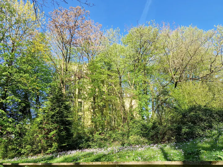 Baumkronenpanoramablick