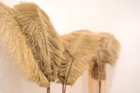 Pampas
