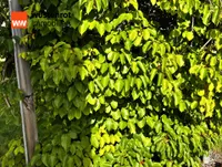 Weiki, die Weihenstephaner Kiwi