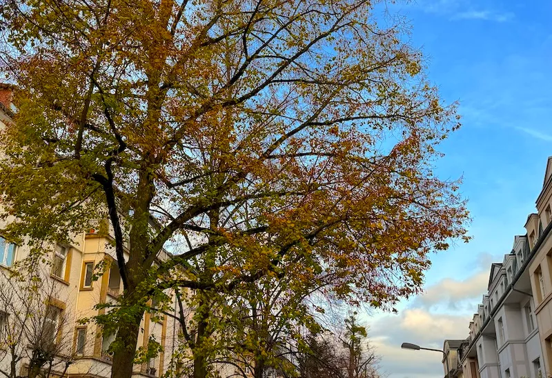 Mehrfamilienhaus FFM. Holzhausenviertel