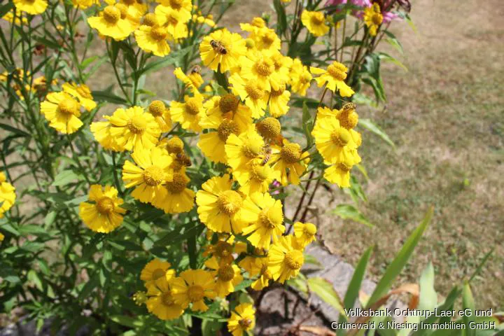 Blumen im Garten