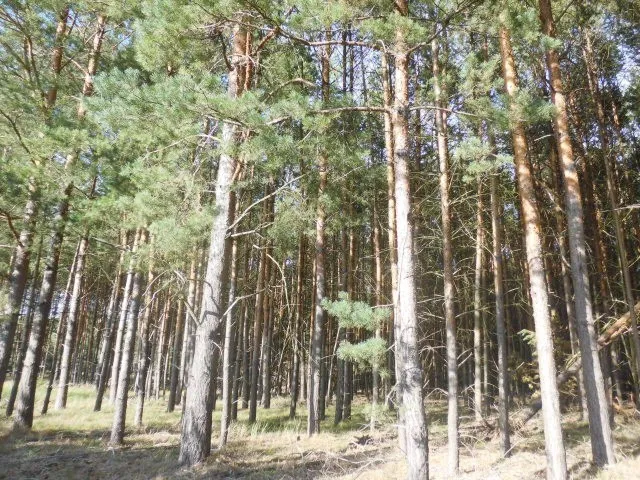 VERKAUFT – Gut 11 ha Wald mit unterschiedlichen Bestand