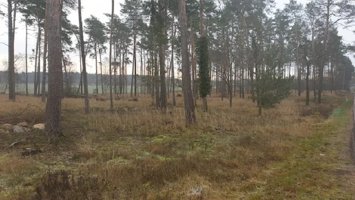 VERKAUFT – NICHT MEHR VERFÜGBAR – 4,3 ha Wald und aufgeforstete Fläche nahe der BAB-9