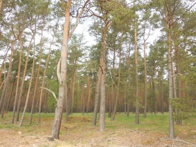 VERKAUFT – Über 3,2 ha gut erreichbarer Kiefernwald