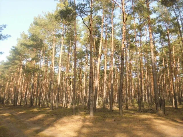 VERKAUFT – 16,7 ha mit verschiedenen Waldflächen und einer Ackerfläche