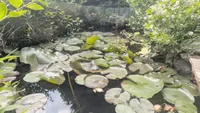 Seerosenteich