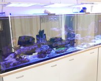 tolles Aquarium