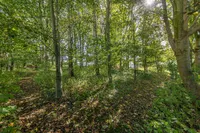 Kleiner Wald